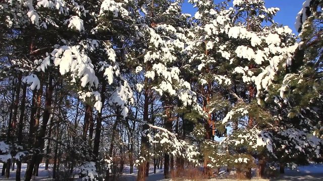 Pine-trees under snow