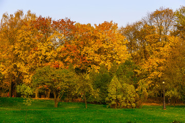 Autumn Scenery with Trees on Meadow
