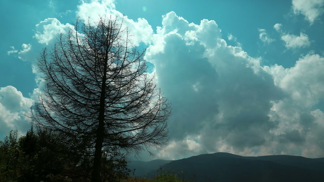 4K Timelapse of clouds and dead tree in mountains