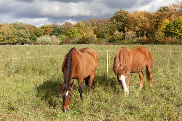 two horses peacefully standing in the autumn landscape
