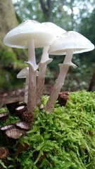 Mushroom
