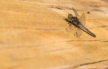 Libelle auf Holz