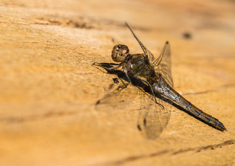 Libelle auf einem Stamm