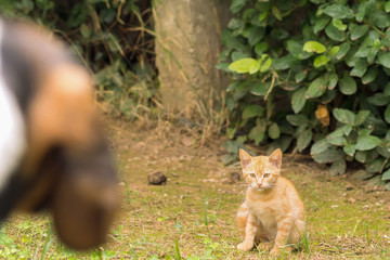 Dog versus cat. A beautiful moment with a cat waiting for dog next moves.

