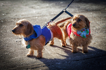 Dogs on Frosty Morning walk
