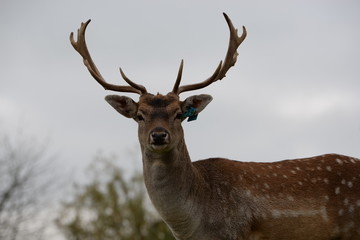 Damhirsch im Portrait