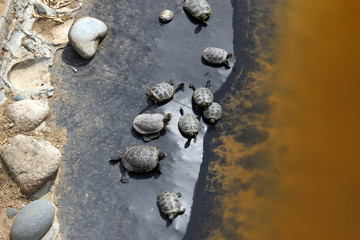 Turtles sitting on a fallen log on a pond's edge. Looks as is they are leaving for a swim. 