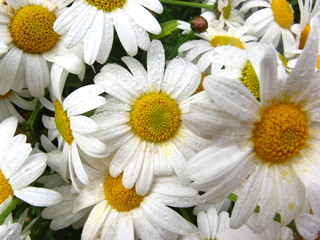 Wet daisies