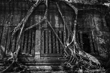 Beng Mealea - Amazing Roots of Tree