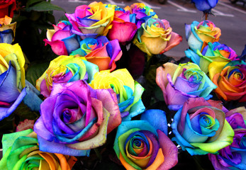 Fototapeta na wymiar Rainbow roses