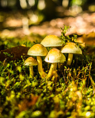 grünblättriger Schwefelkopf auf Moos