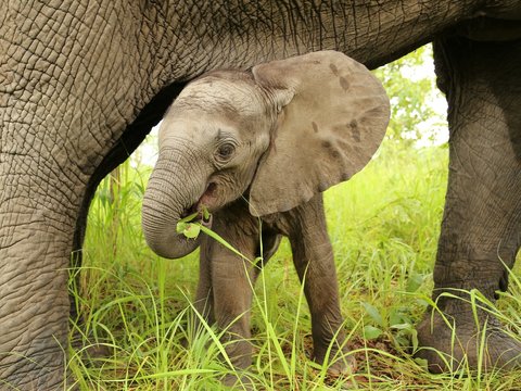 Fototapeta Bébé éléphant africain malicieux mange des feuilles entre les jambes de sa maman.