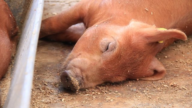 Brown pig sleeping