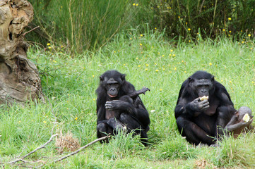 groupe de Bonobos en train de manger