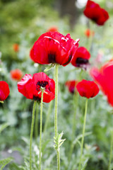 Fototapeta premium Poppies in the field