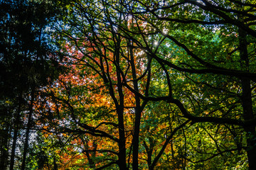 Herbstlicher Wald