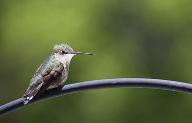 Fototapeta na wymiar Hummingbird