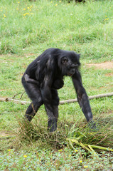 Bonobo femelle et son bébé accroché sur son ventre