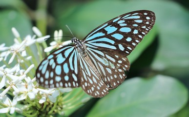 Blue butterfly