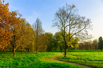Autumn Nature in Public Park with Pathway