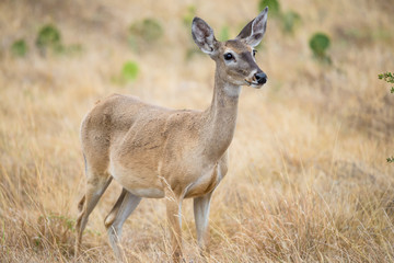 Whitetail Deer