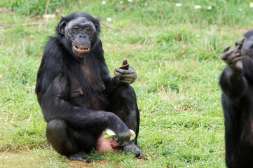vieille Bonobo femelle en train de manger
