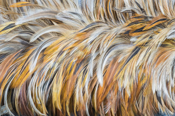 Closeup feather duster texture background