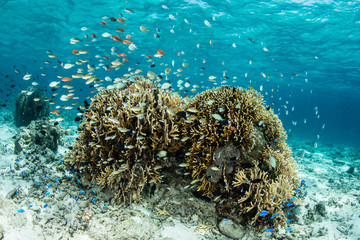 Naklejka na ściany i meble Colorful Reef Fish and Corals