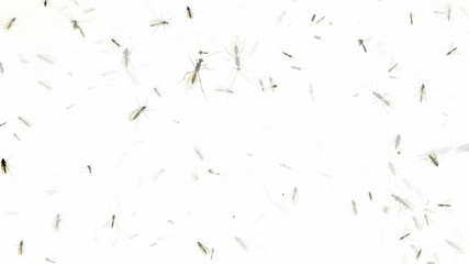 Crawling insects timelapse on totally white background with