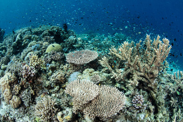 Naklejka na ściany i meble Diverse Pacific Coral Reef