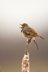 Bluethroat in the nature