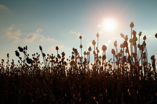 Evening field of poppy heads. Dry flowers in field, hot sun in background
