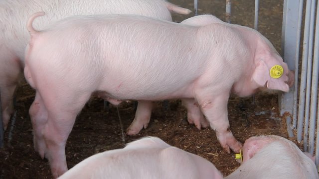 White sucking pig