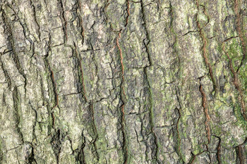 Closeup skin trunk of tree with some water moss texture background