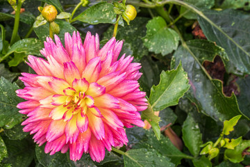 sunset dahlia flower