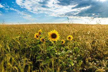 Sonnenblumen im Feld