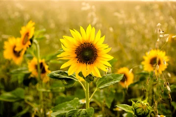 Fensteraufkleber Sonnenblume Sonnenblume im Feld