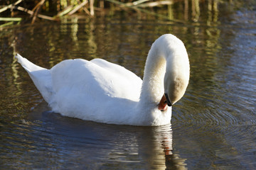 Swan preening