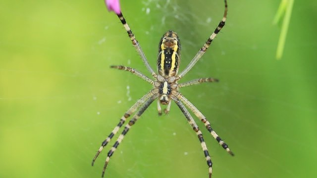 Garden spider. Araneus diadematus