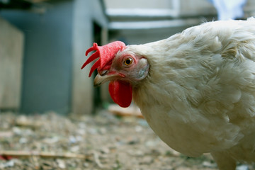 Free range white hen and her strange look