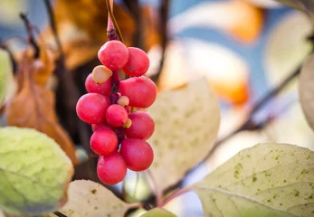 Crédence de cuisine en verre imprimé Magnolia Branch of chinese magnolia vine berries