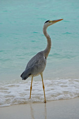 Graureiher am Strand einer Malediveninsel