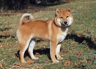 Young red dog shiba inu  standing outdoors 