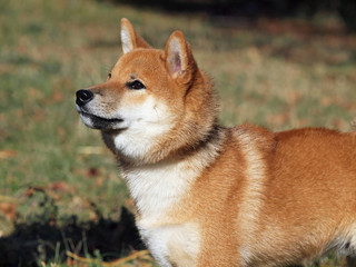 Portrait of young  dog shiba inu on natural background