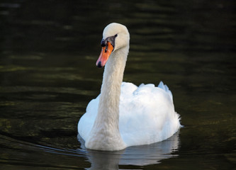 Beautiful white swan swims on water