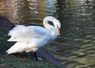  Beautiful swan ashore lake by an autumn evening