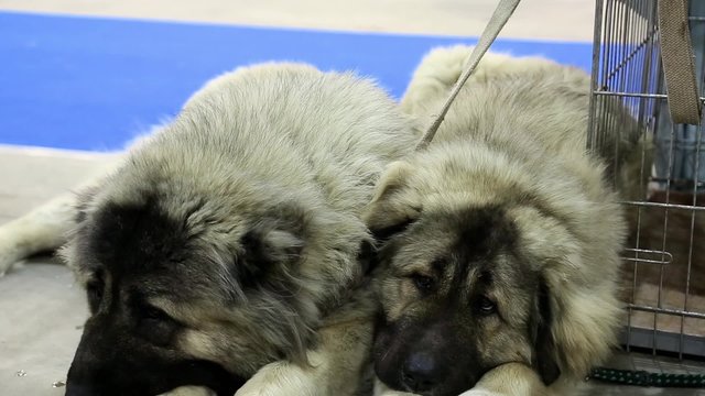 Shepherd dogs