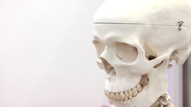 White medical skull