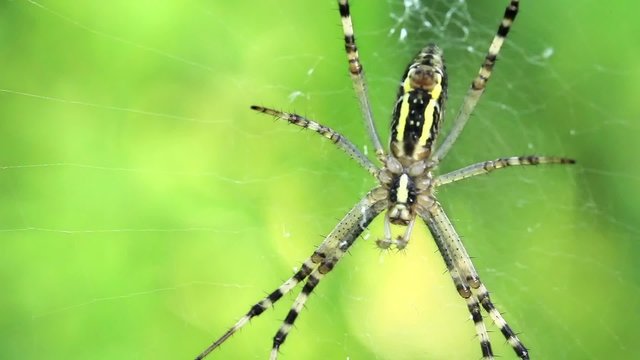 Garden spider. Araneus diadematus