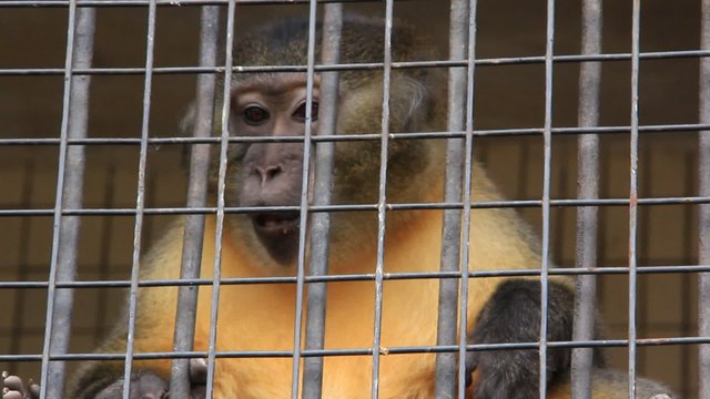 Monkey